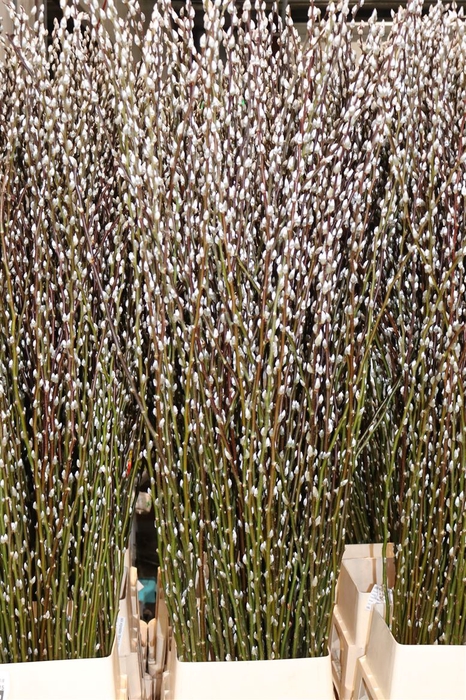 <h4>Salix Wilgenkatjes 150cm P Stem</h4>