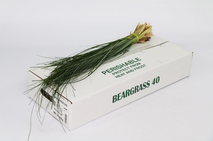 <h4>Leaf beargrass</h4>