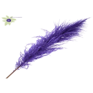 Pampas grass ± 175cm p/pc in poly purple