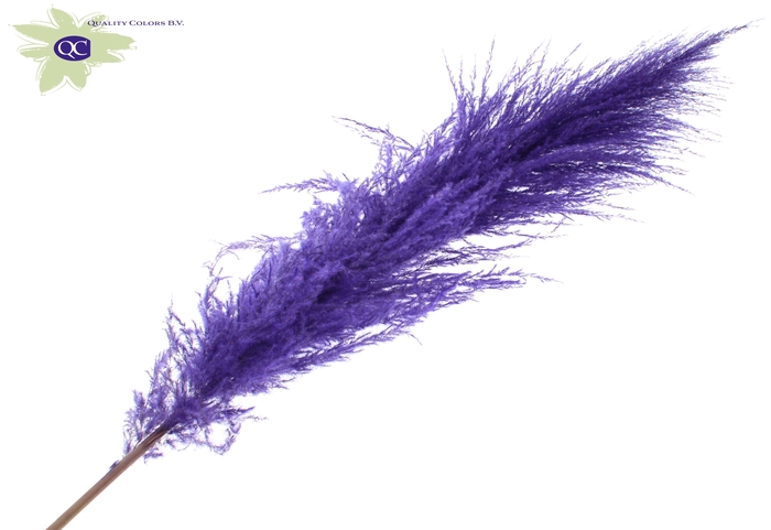 Pampas grass ± 175cm p/pc in poly purple