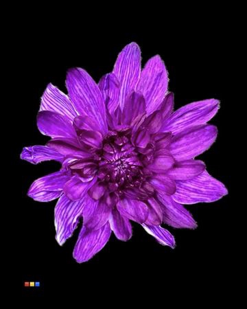 <h4>Chr T Baltica Violet</h4>