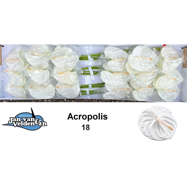 Acropolis 18