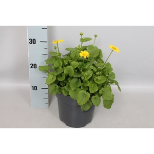 vaste planten 19 cm  Doronicum