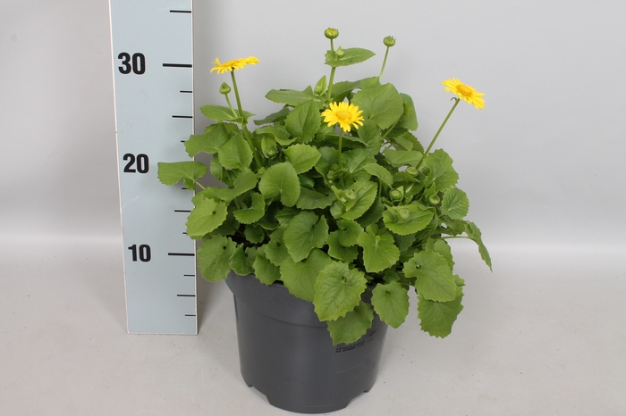 vaste planten 19 cm  Doronicum