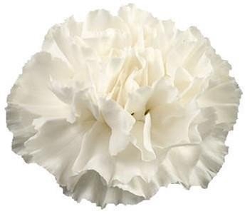 <h4>Dianthus st white</h4>