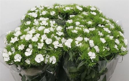 <h4># Dianthus B White**clearout**</h4>