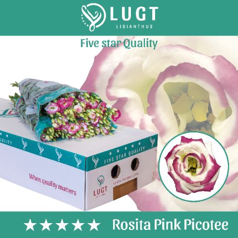 <h4>Lis G Rosita Pink Picotee</h4>