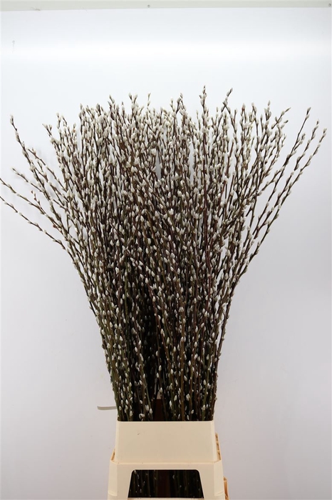 <h4>Salix Wilgenkatjes 150cm P Stem</h4>
