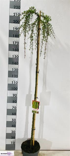 Larix kaempferi Pendula 29Ø 210cm