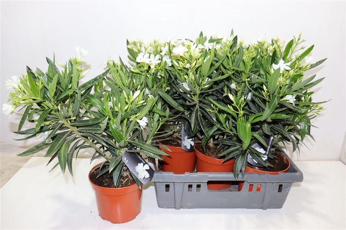 <h4>Nerium Oleander Ov White</h4>