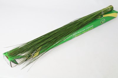 Leaf steelgrass (Xanthorrhoea)