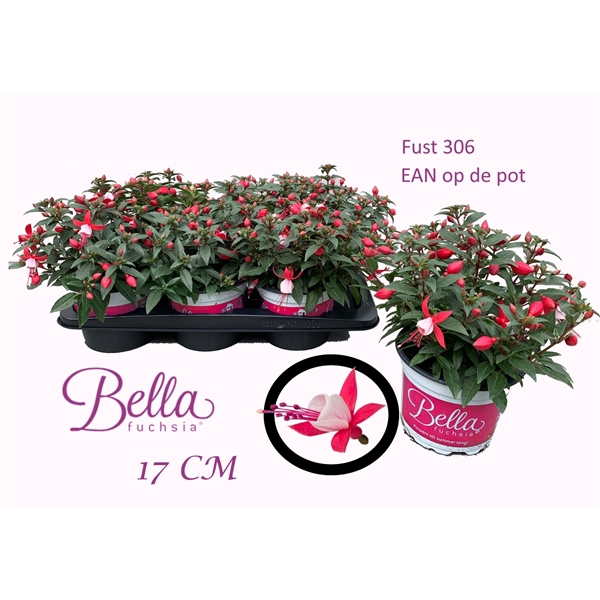 <h4>Bella Fuchsia 17 CM</h4>