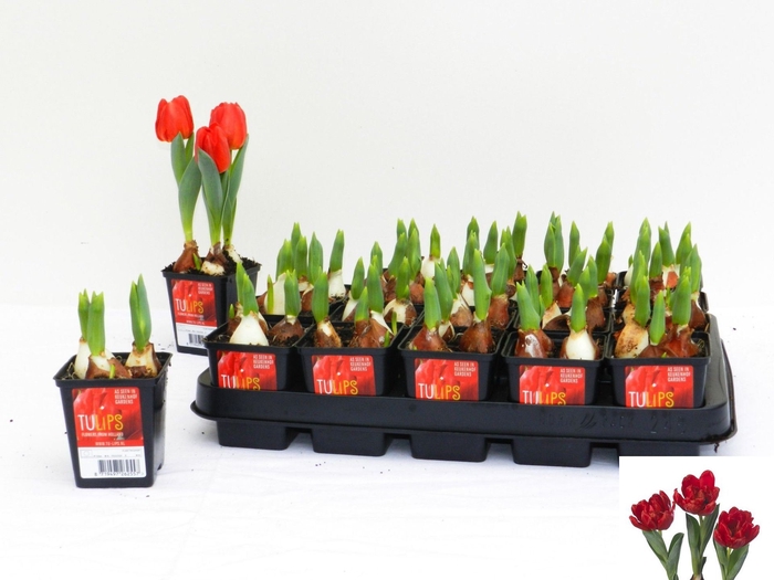 <h4>Tulipa (Double Early Grp) Red Baby</h4>