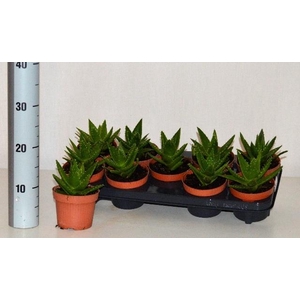 Aloe Perfoliata 12Ø 18cm
