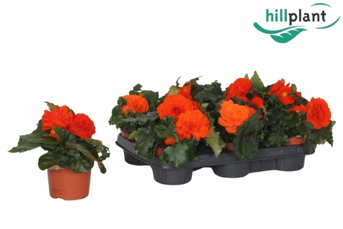 <h4>Begonia (Tub. Go-Go Orange</h4>