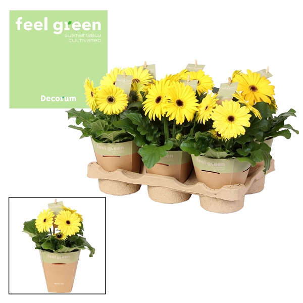 <h4>Gerbera geel tinten2+ bl. Feel Green, nature pc Decorum</h4>
