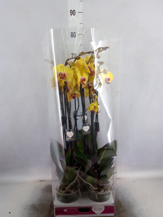 <h4>Phalaenopsis  'Goldion'</h4>