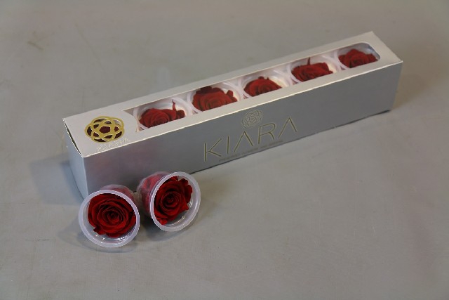 <h4>Preserved rosa royal red</h4>