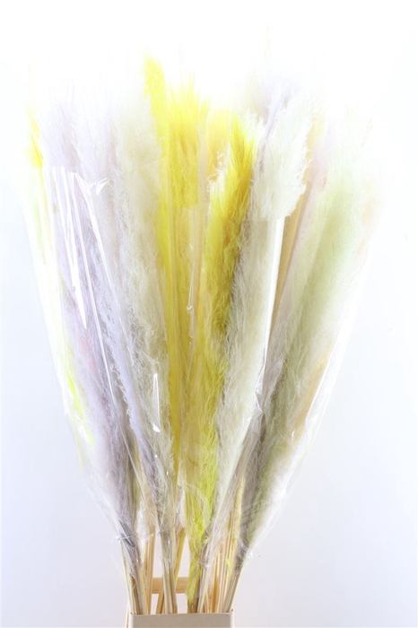 <h4>Dried Cortaderia Pastel Mix 140cm P Stem</h4>