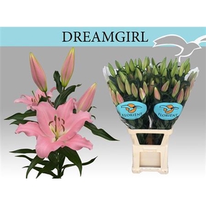 Li Ot Ov Dreamgirl 3+