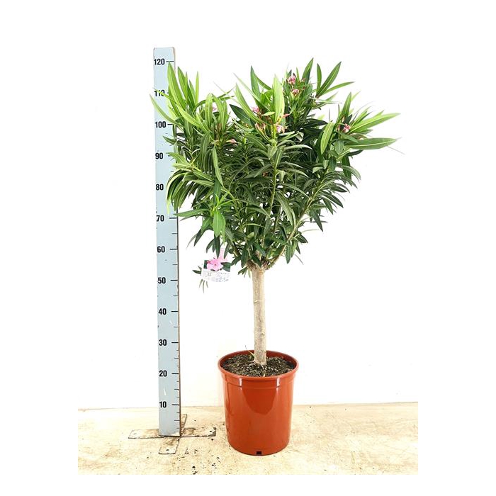 <h4>Nerium oleander (Oleander) 28Ø 110cm</h4>