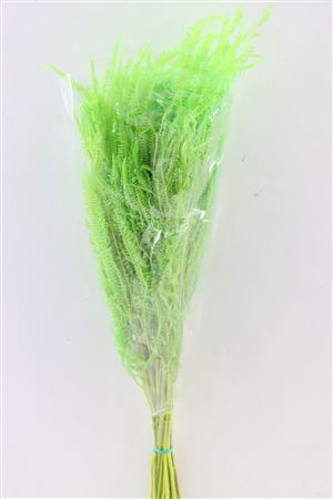 <h4>Pres Helecho Lvs Apple Green Bunch</h4>