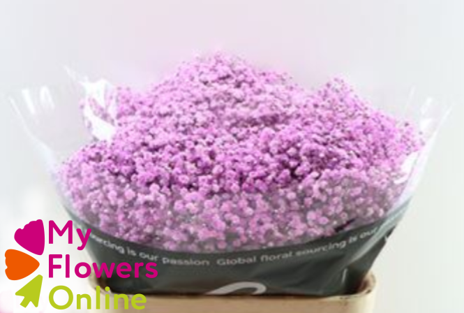 Gyps Pa Excellence Tinted Lavender 80cm EC