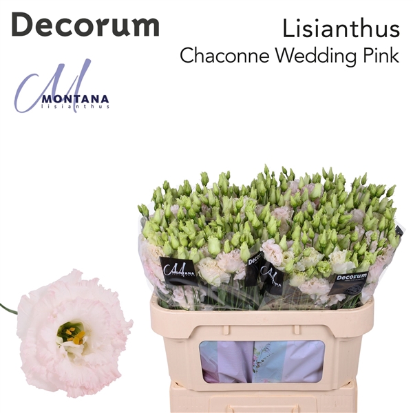 <h4>Eus G Chac Wed Pink - Montana Lisianthus</h4>