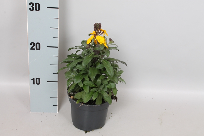vaste planten 12 cm Erysimum Fragnant Sunshine