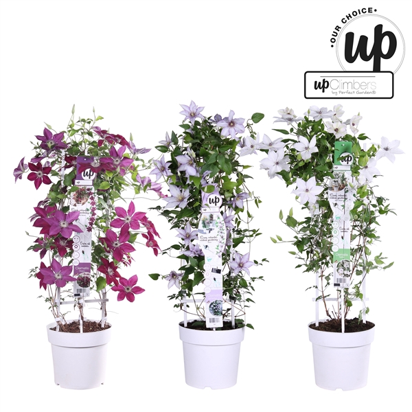 <h4>Clematis Evison Our Choice mix laag P23</h4>