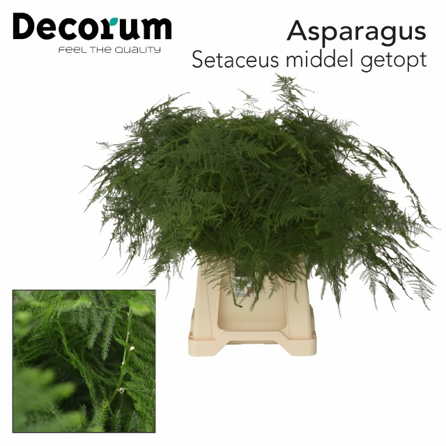 ASPARAGUS SETACEUS