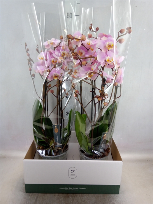 <h4>Phalaenopsis  'Marvellous lg Pink'</h4>