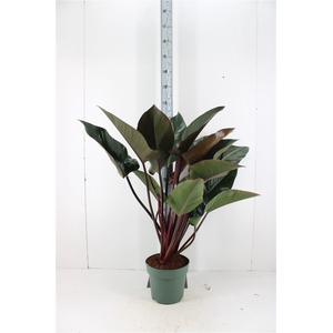 Philodendron Red Beauty P27