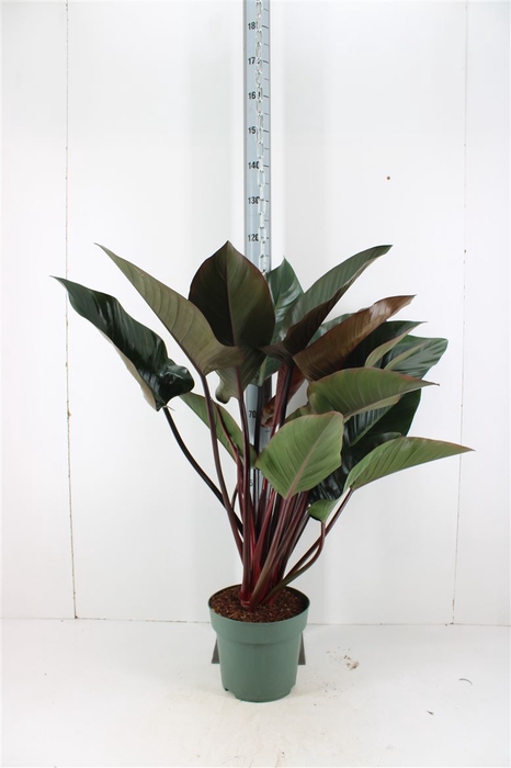 <h4>Philodendron Red Beauty P27</h4>