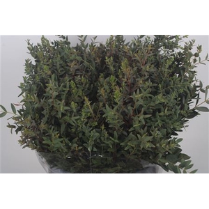 Euc Parvifolia Per Bunch 150 Gram