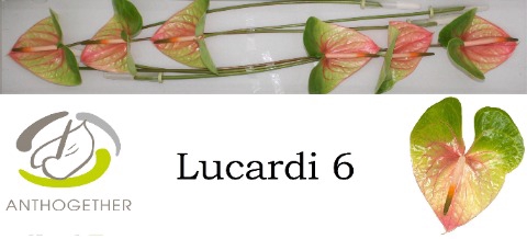 <h4>ANTH A LUCARDI 6 small pack</h4>