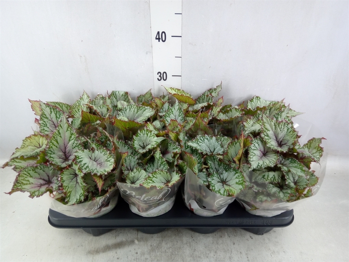 <h4>Begonia BD 'Beleaf Asian Tundra'</h4>