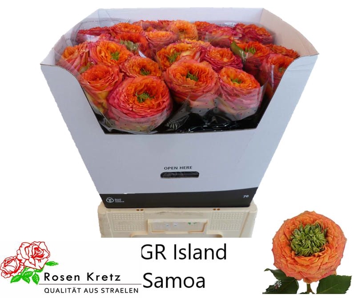 <h4>R GR GR ISLAND SAMOA</h4>