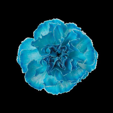 <h4>Dianthus St Light Blue</h4>