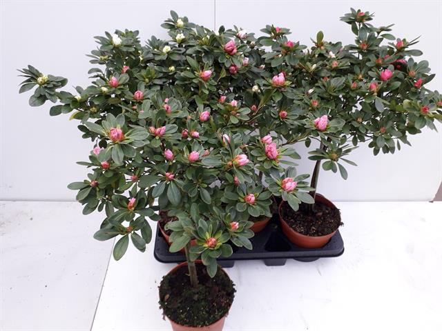 Rhododendron simsii 18Ø 65cm 37Ø