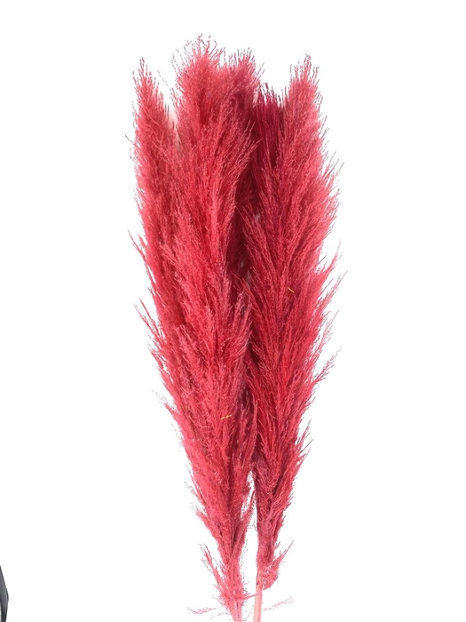 <h4>Dried Cortaderia Lao Grass Bleached Red P Stem</h4>