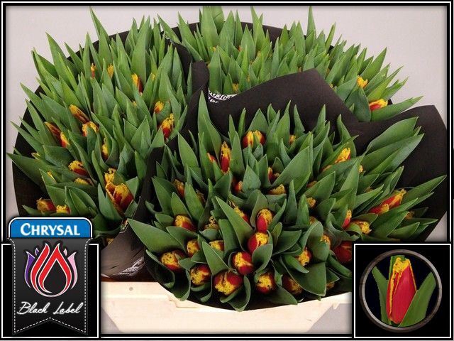 <h4>Tulipa (Fri. Fabiënne</h4>