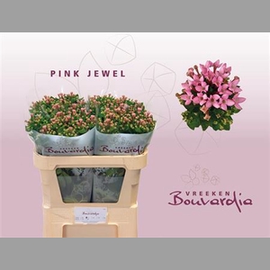 Bouvardia En Pink Jewel