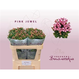Bouvardia En Pink Jewel