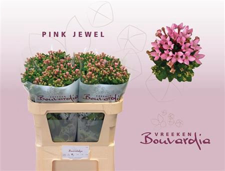 <h4>Bouvardia En Pink Jewel</h4>