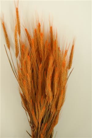 <h4>Dried Triticale Frosted Orange</h4>