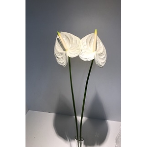 Anthurium White Xlarge