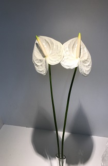 Anthurium White Xlarge