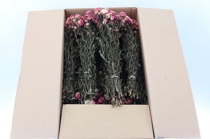 <h4>Helichrysum Dried Rose 100gr</h4>