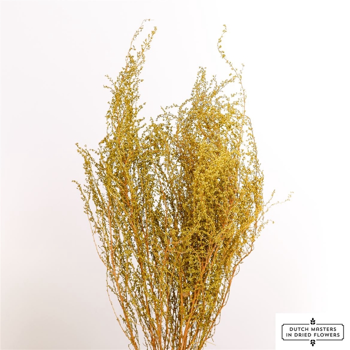 <h4>Dried Solidago Natural Bunch</h4>